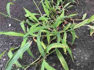 Southern crabgrass(Digitaria ciliaris)