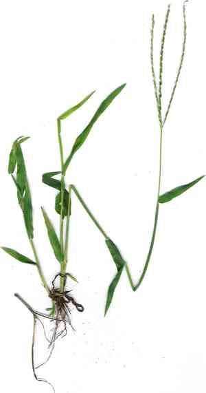 Southern crabgrass(Digitaria ciliaris)