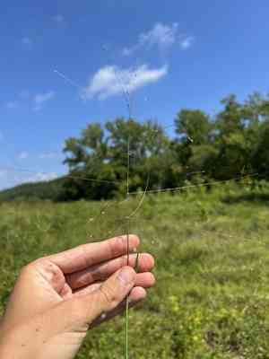 Fall witchgrass(Digitaria cognata)
