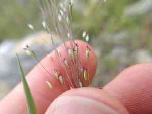 Fall witchgrass(Digitaria cognata)