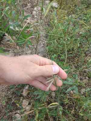 Fall witchgrass(Digitaria cognata)