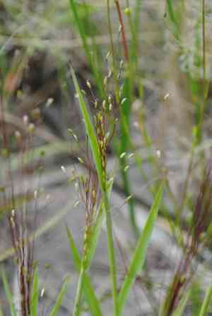 Fall witchgrass(Digitaria cognata)