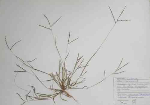 Smooth crabgrass(Digitaria ischaemum)