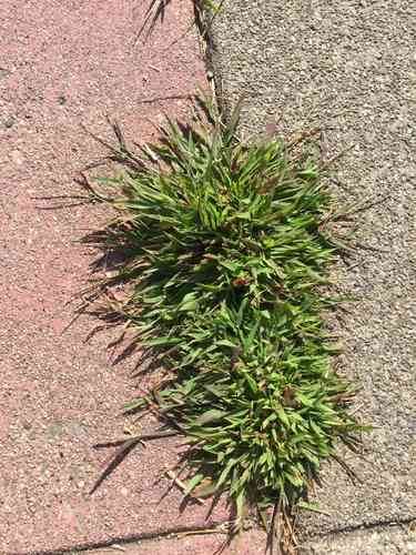 Smooth crabgrass(Digitaria ischaemum)