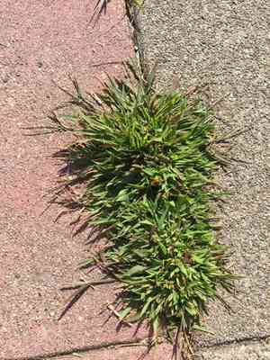 Smooth crabgrass(Digitaria ischaemum)