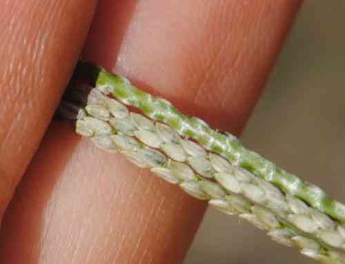 Smooth crabgrass(Digitaria ischaemum)