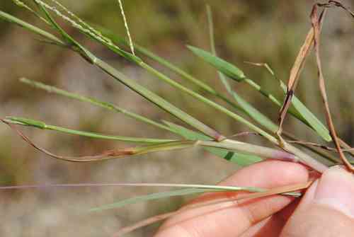 Smooth crabgrass(Digitaria ischaemum)