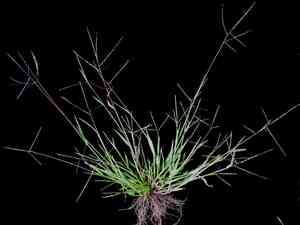 Smooth crabgrass(Digitaria ischaemum)