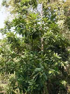 Elephant apple(Dillenia indica)