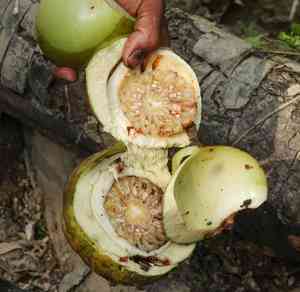 Elephant apple(Dillenia indica)
