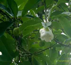 Elephant apple(Dillenia indica)