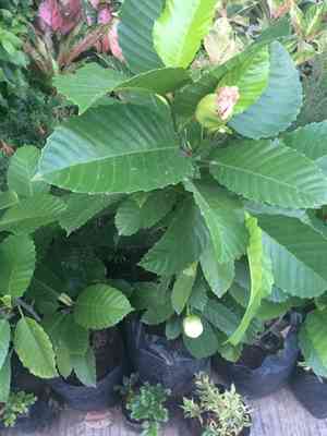 Katmon(Dillenia philippinensis)