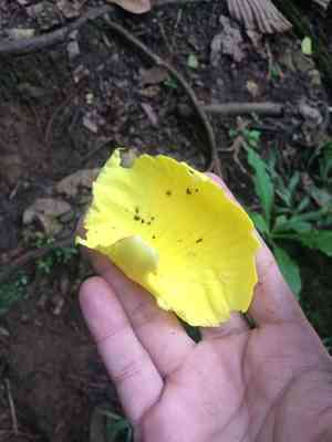 Katmon(Dillenia philippinensis)