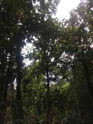 Katmon(Dillenia philippinensis)