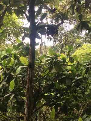 Katmon(Dillenia philippinensis)