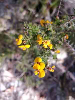 Eggs and bacon(Dillwynia retorta)