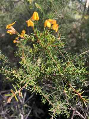 Eggs and bacon(Dillwynia retorta)