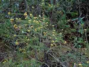 Eggs and bacon(Dillwynia retorta)