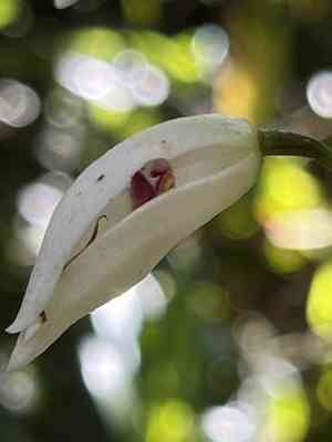 Parrotbeak orchid(Dilomilis montana)