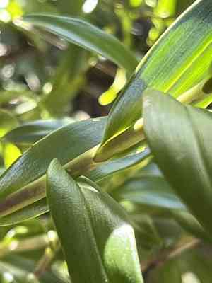 Parrotbeak orchid(Dilomilis montana)