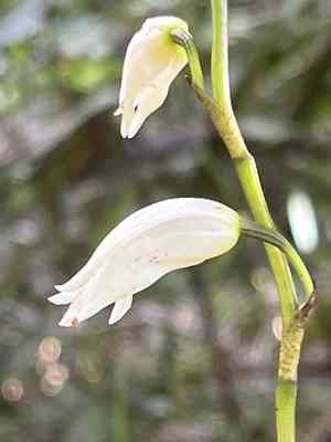 Parrotbeak orchid(Dilomilis montana)