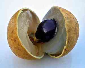 Longan(Dimocarpus longan)