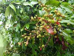 Longan(Dimocarpus longan)