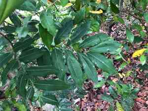 Longan(Dimocarpus longan)