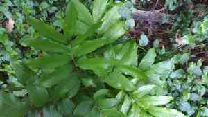 Longan(Dimocarpus longan)