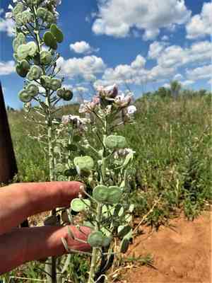Palmer's spectaclepod(Dimorphocarpa candicans)