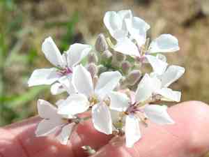 Palmer's spectaclepod(Dimorphocarpa candicans)