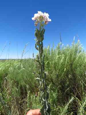 Palmer's spectaclepod(Dimorphocarpa candicans)