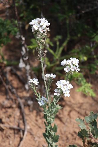 Spectacle Pod Palmer's spectaclepod (Dimorphocarpa candicans) Care Guide: Pests ...