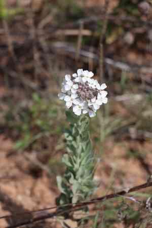 Palmer's spectaclepod(Dimorphocarpa candicans)