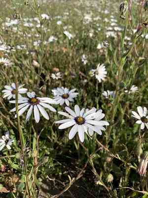 Weather prophet(Dimorphotheca pluvialis)