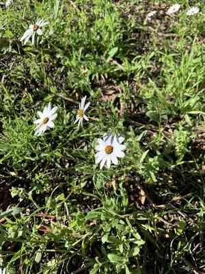Weather prophet(Dimorphotheca pluvialis)