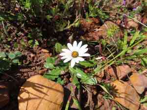 Weather prophet(Dimorphotheca pluvialis)