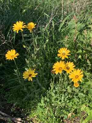 Glandular cape marigold(Dimorphotheca sinuata)