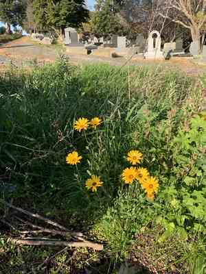 Glandular cape marigold(Dimorphotheca sinuata)