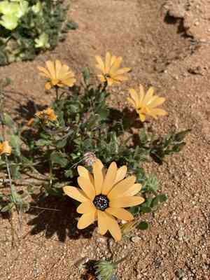 Glandular cape marigold(Dimorphotheca sinuata)