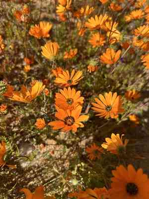 Glandular cape marigold(Dimorphotheca sinuata)