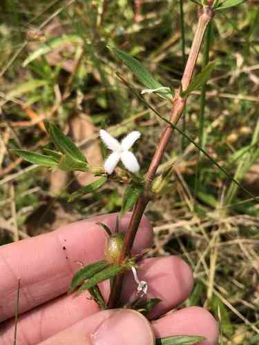 Virginia buttonweed(Diodia virginiana)