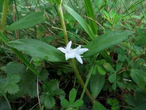 Virginia buttonweed(Diodia virginiana)