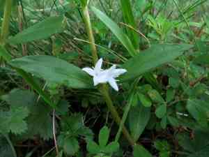 Virginia buttonweed(Diodia virginiana)
