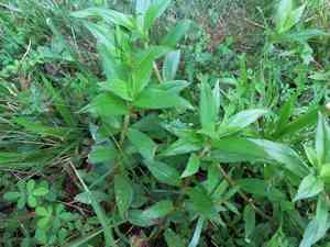 Virginia buttonweed(Diodia virginiana)