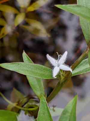 Virginia buttonweed(Diodia virginiana)