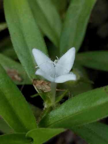 Virginia buttonweed(Diodia virginiana)