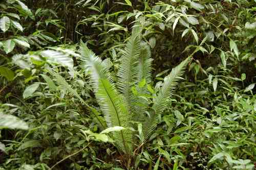 Virgin's palm(Dioon edule)