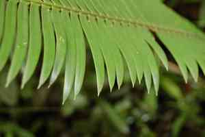 Virgin's palm(Dioon edule)
