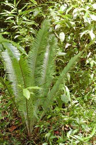 Virgin's palm(Dioon edule)